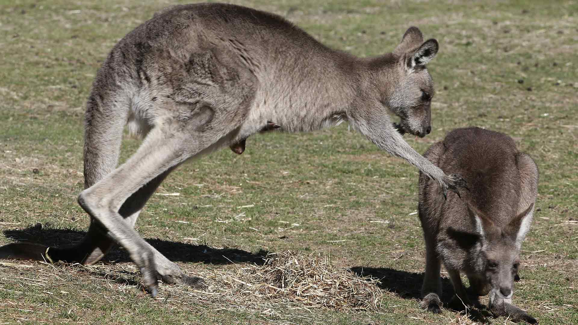 La policía australiana busca a tres hombres sospechosos de torturar y matar canguros