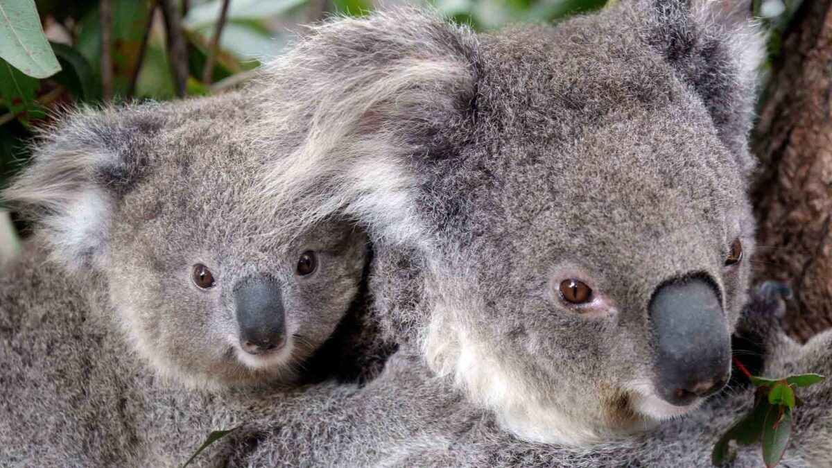 La tala de árboles puede acabar con los koalas del este de Australia en 2050