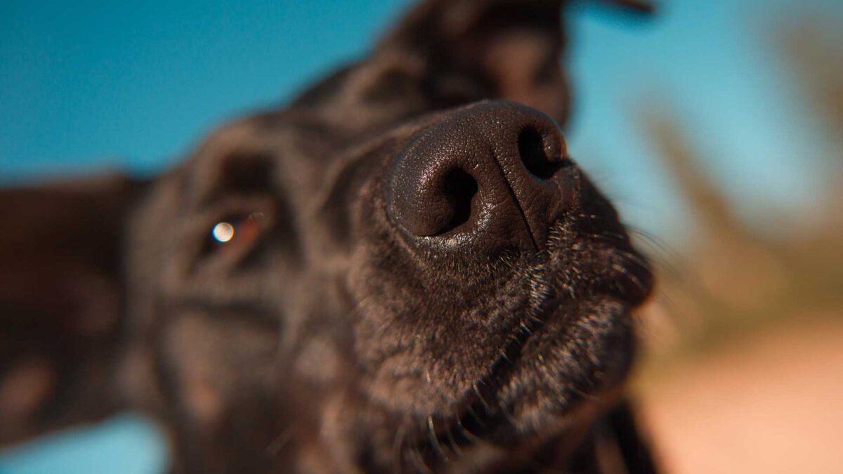 No, la nariz del perro no es un termómetro fiable