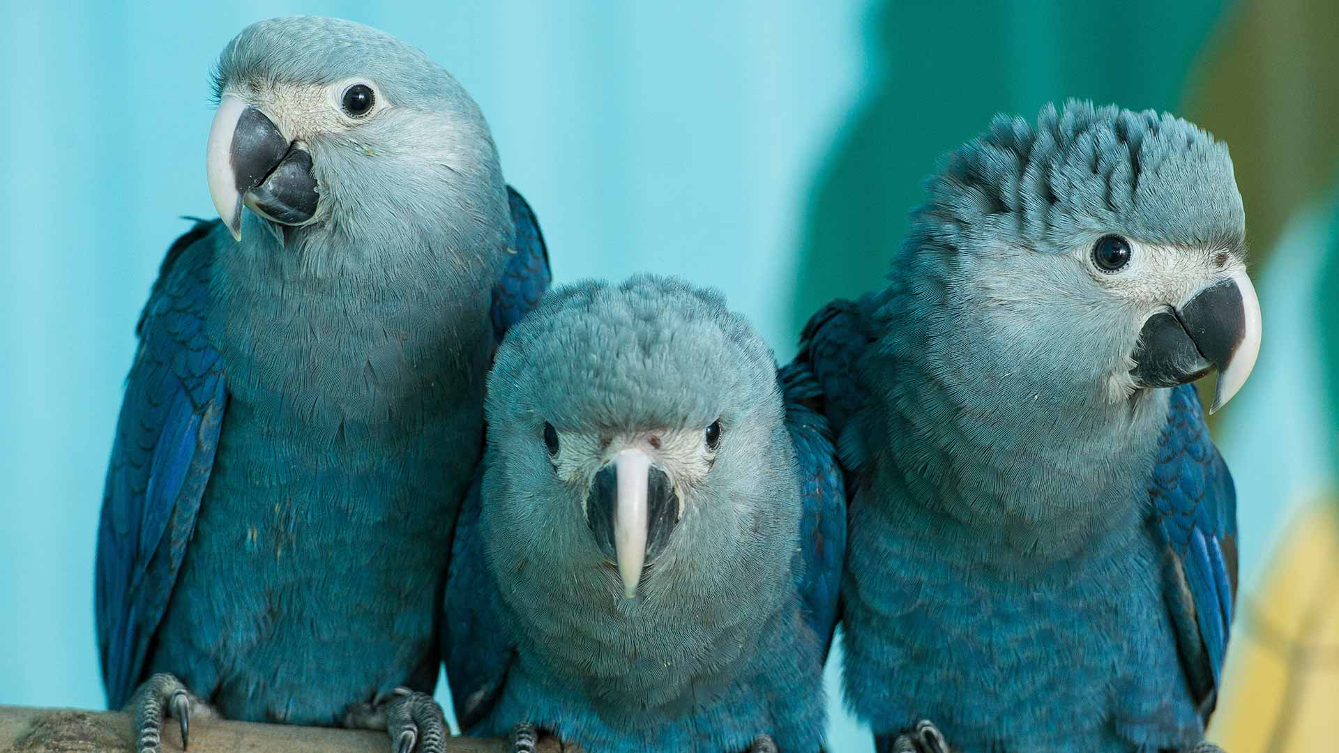 Un estudio confirma la extinción de ocho especies de aves