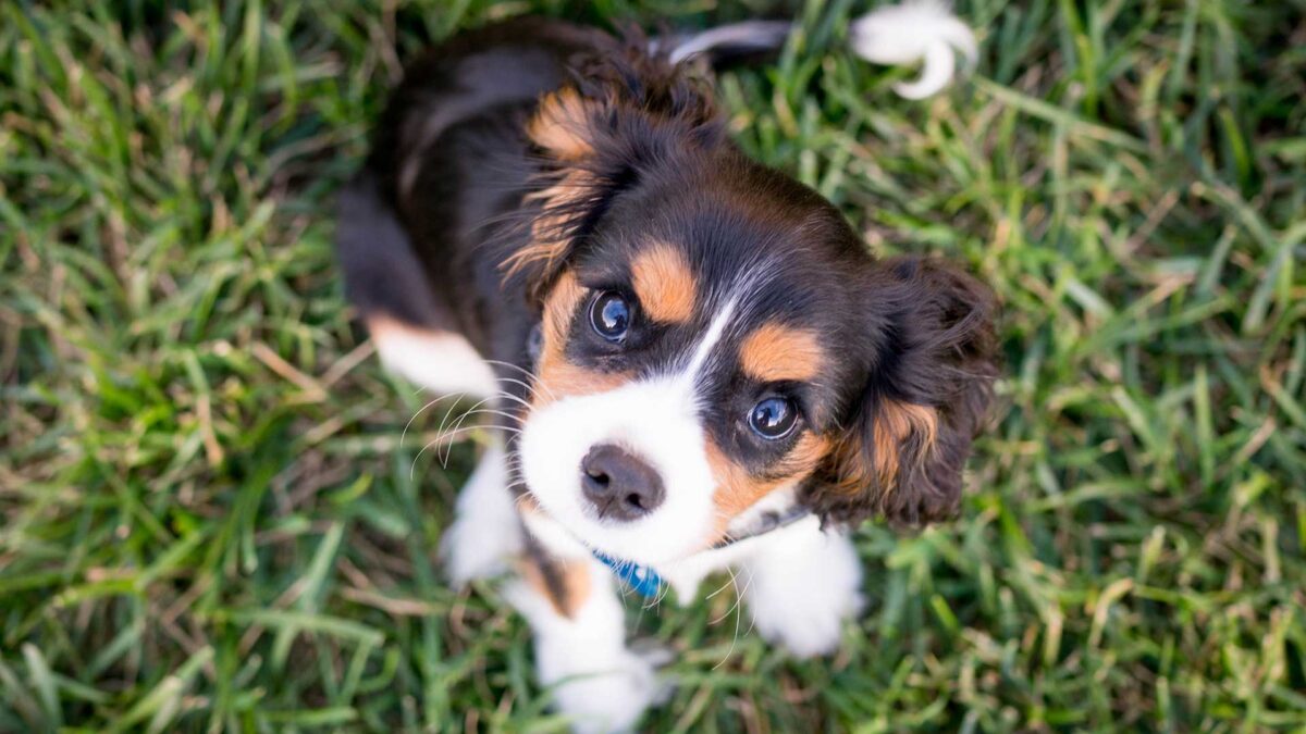 ¿Por qué tu perro hace lo que hace? Comportamientos extraños que tienen una explicación científica