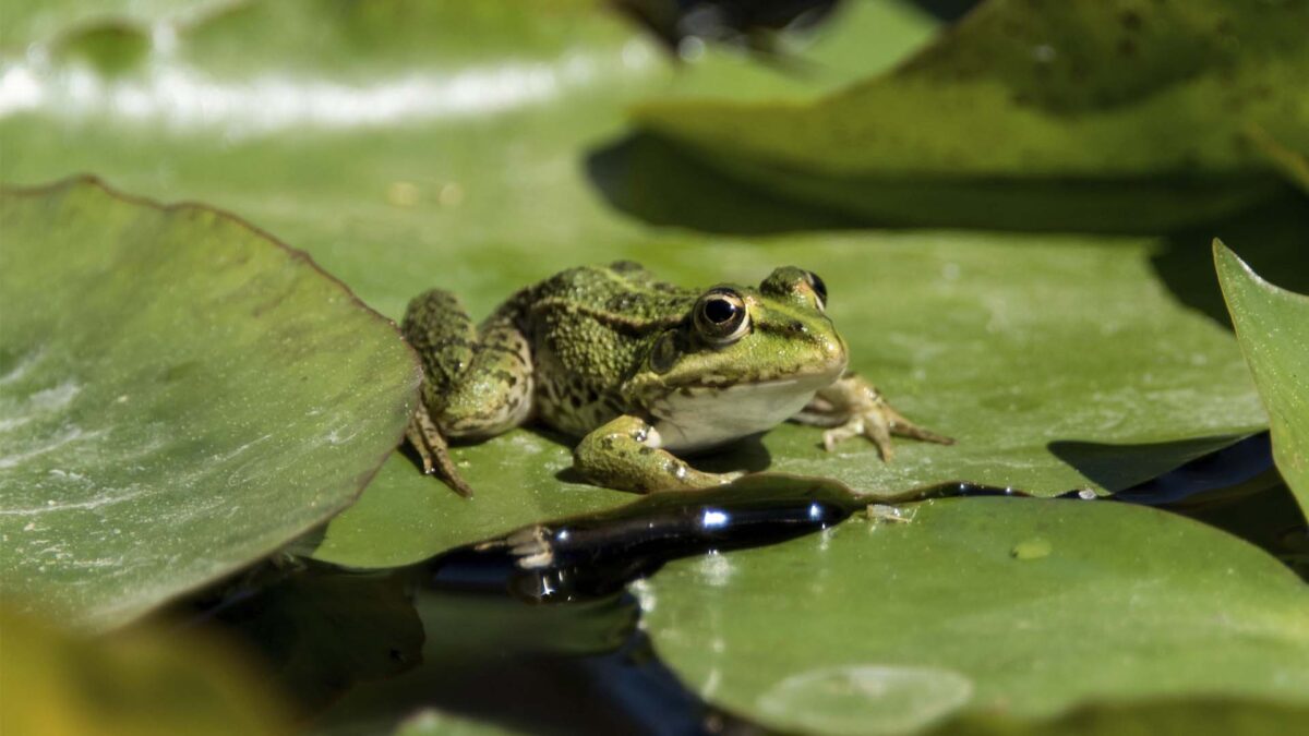 Una empresa vende kits genéticos para crear ranas mutantes