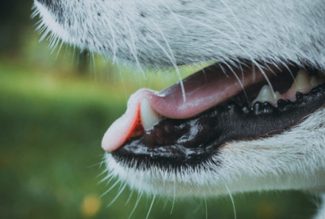No, la boca de los perros no es más limpia que la de los humanos