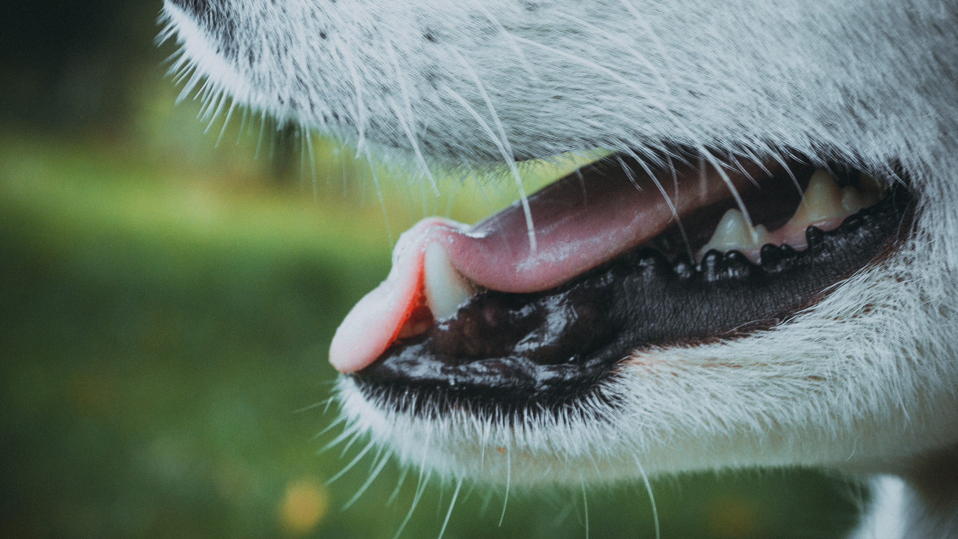 No, la boca de los perros no es más limpia que la de los humanos
