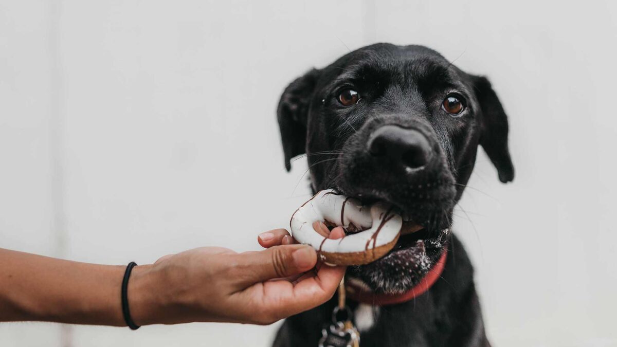 ¡Mantén a tu perro lejos del chocolate!