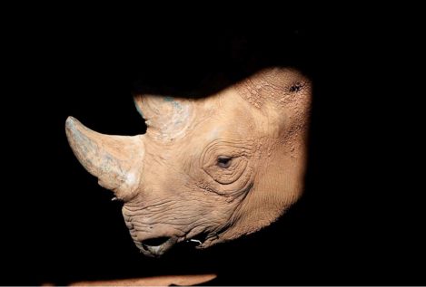 China deroga la prohibición de traficar con rinocerontes y tigres