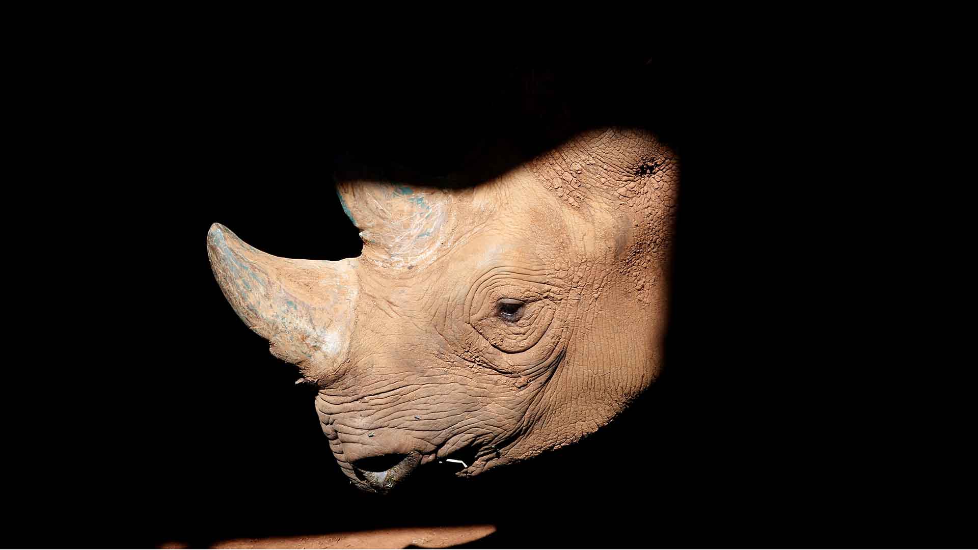 China deroga la prohibición de traficar con rinocerontes y tigres