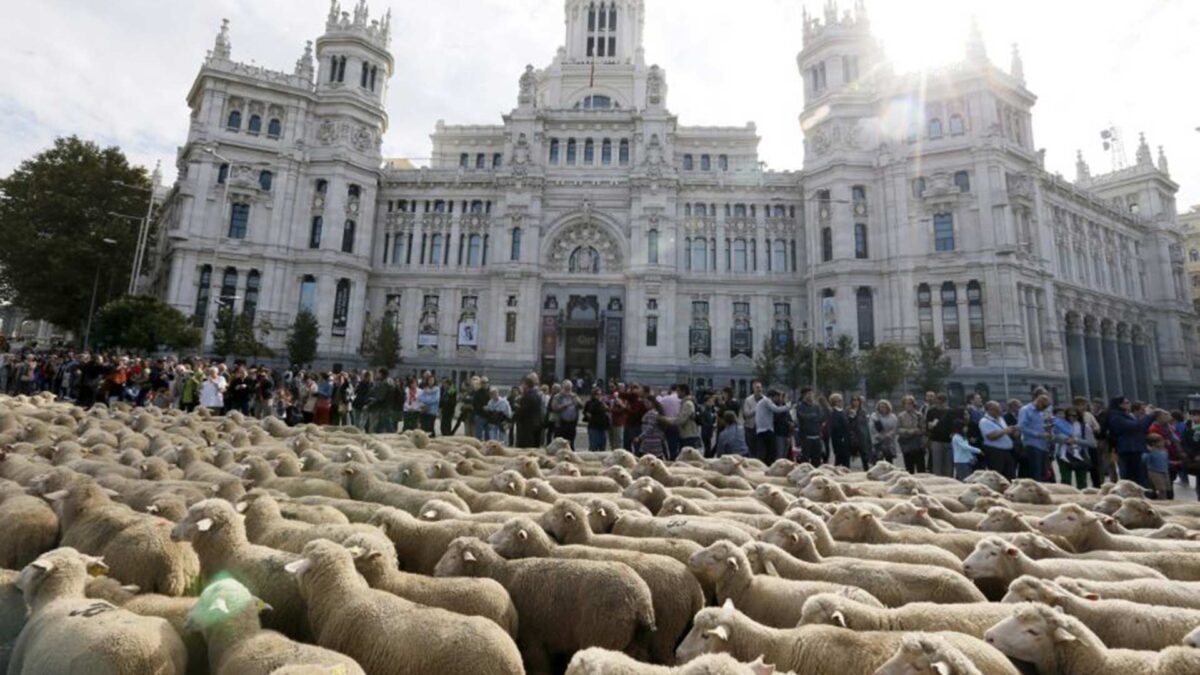 Cientos de ovejas tomarán Madrid este fin de semana