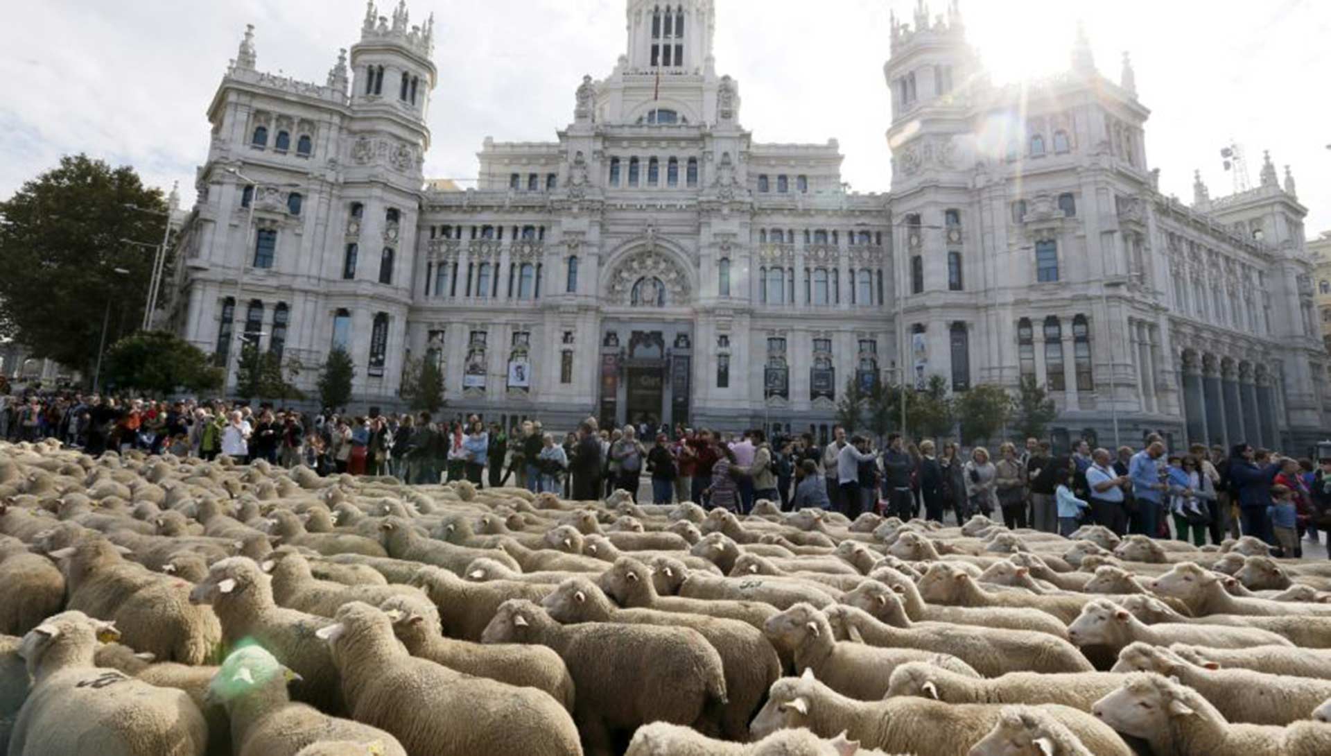 Cientos de ovejas tomarán Madrid este fin de semana