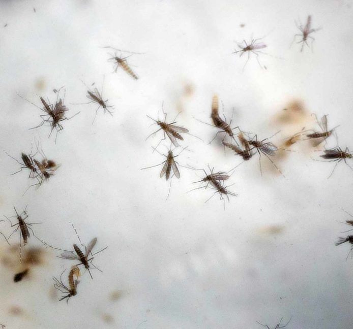 Confirmados dos casos de dengue en la localidad de Alhama de Murcia