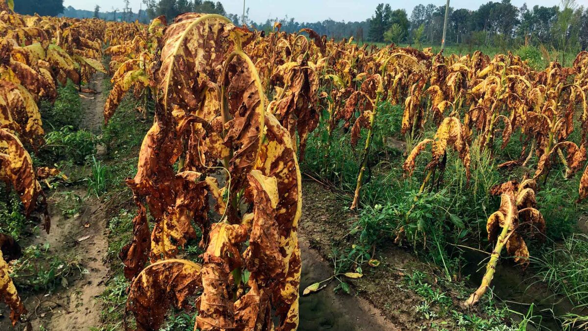 Crece la presión para que la OIT rompa relaciones con la industria del tabaco