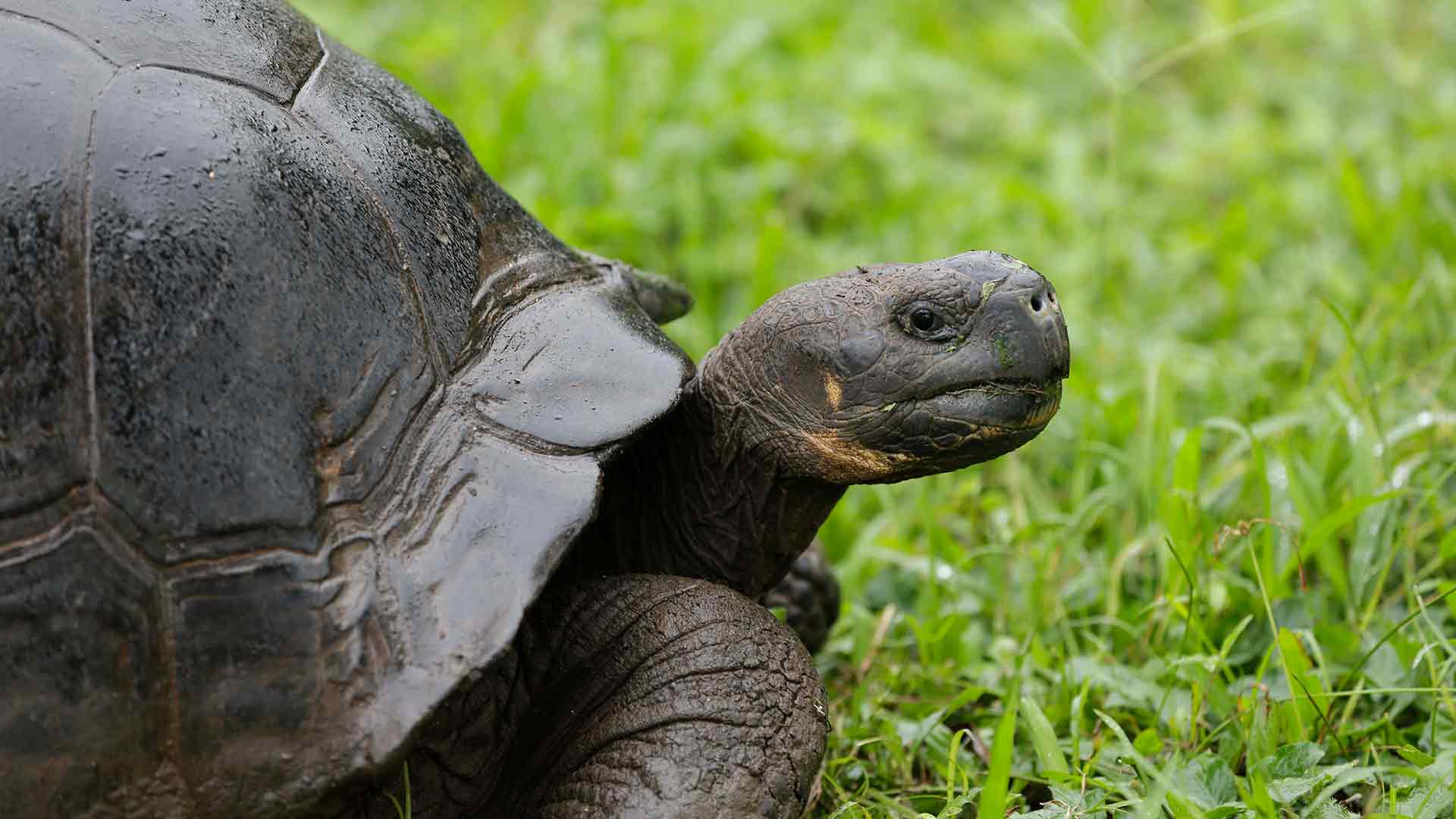 Denuncian el robo de 123 tortugas bebés de un centro de crianza en Galápagos