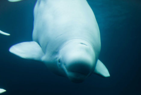 Los humanos somos responsables del 20% de las muertes de cetáceos