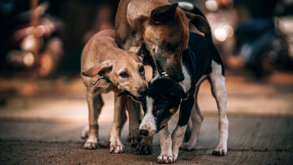 El Seprona realiza más de 27.000 operaciones sobre animales en el primer semestre del año