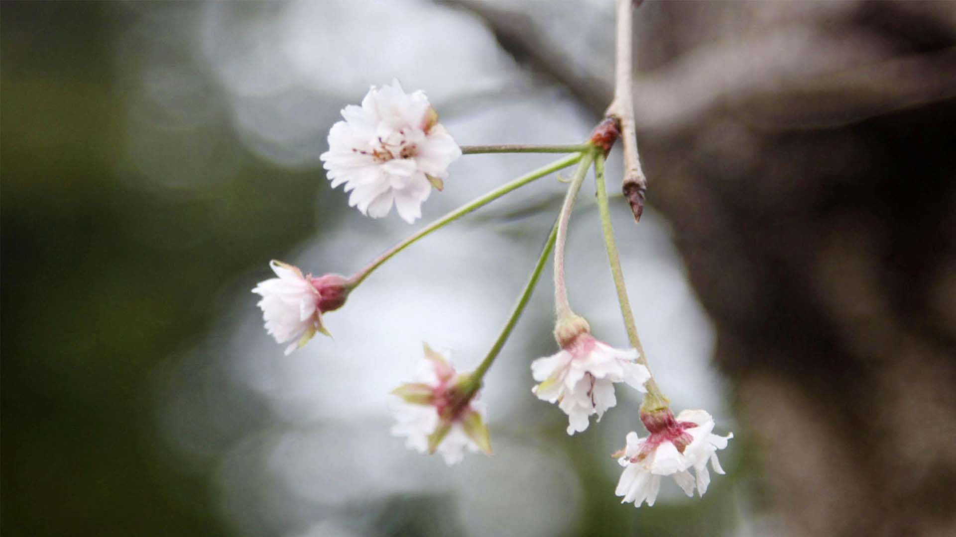 Los cerezos florecen inesperadamente en Japón por los tifones