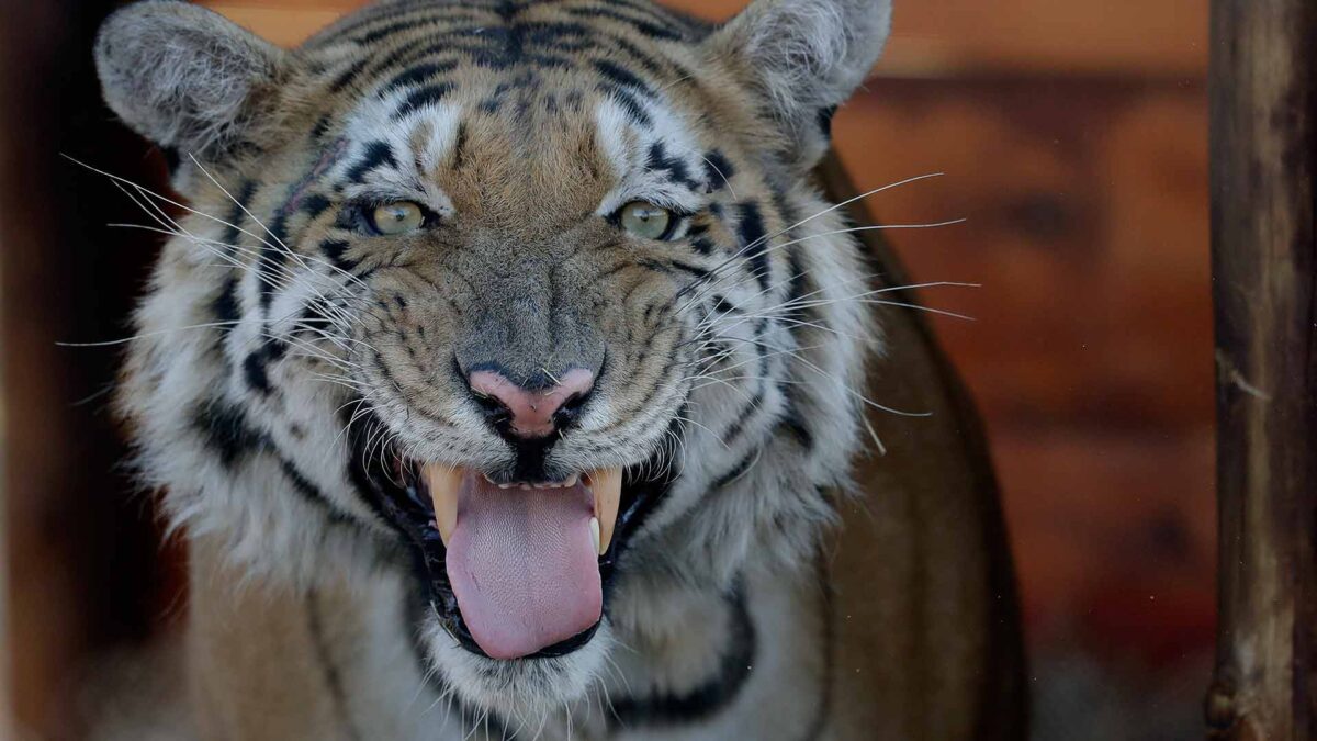 Un perfume de Calvin Klein, señuelo para dar caza a un tigre ‘asesino’ en India