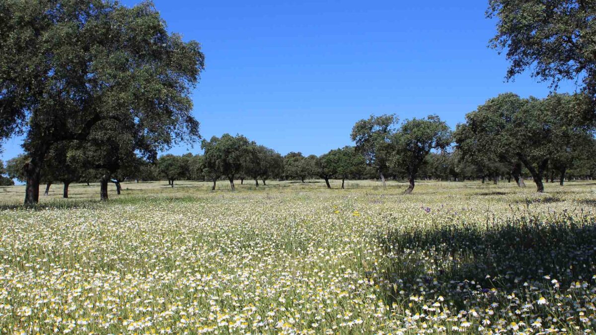 Ser de Extremadura