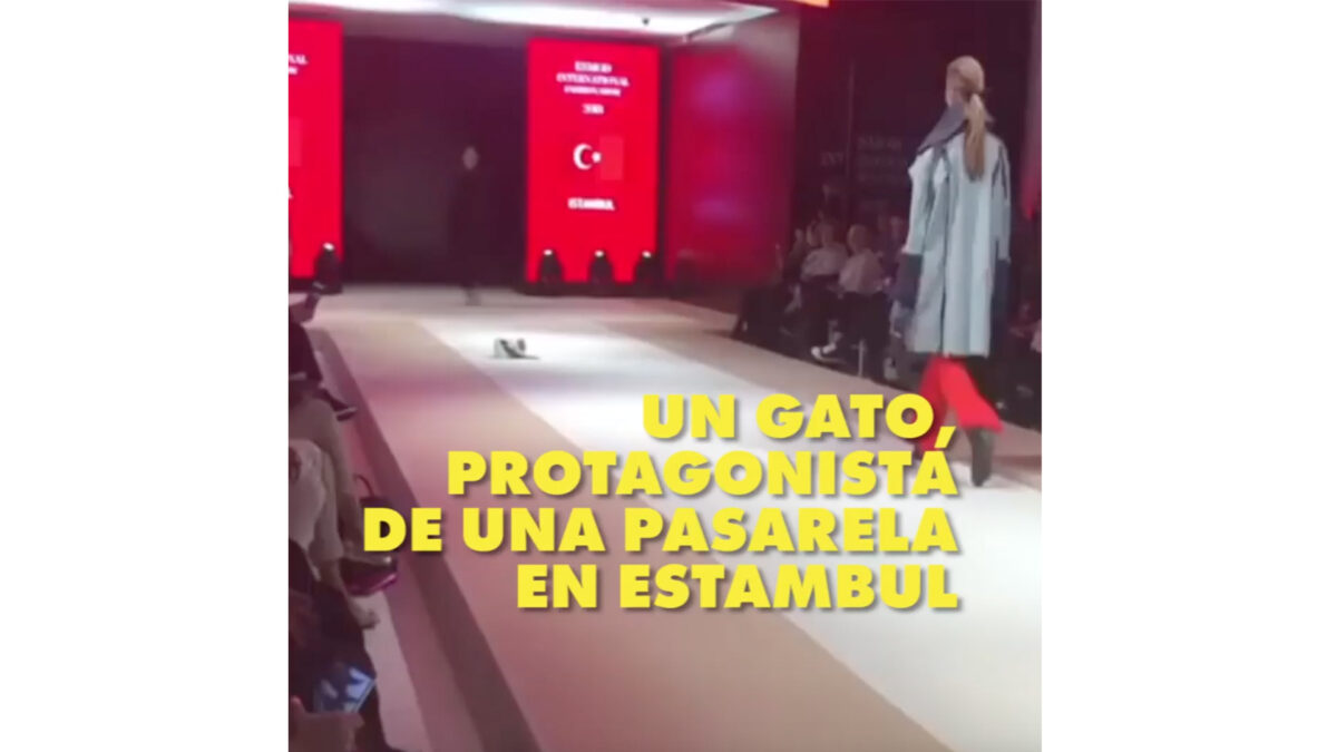 Un gato callejero, protagonista de un desfile de moda en Estambul