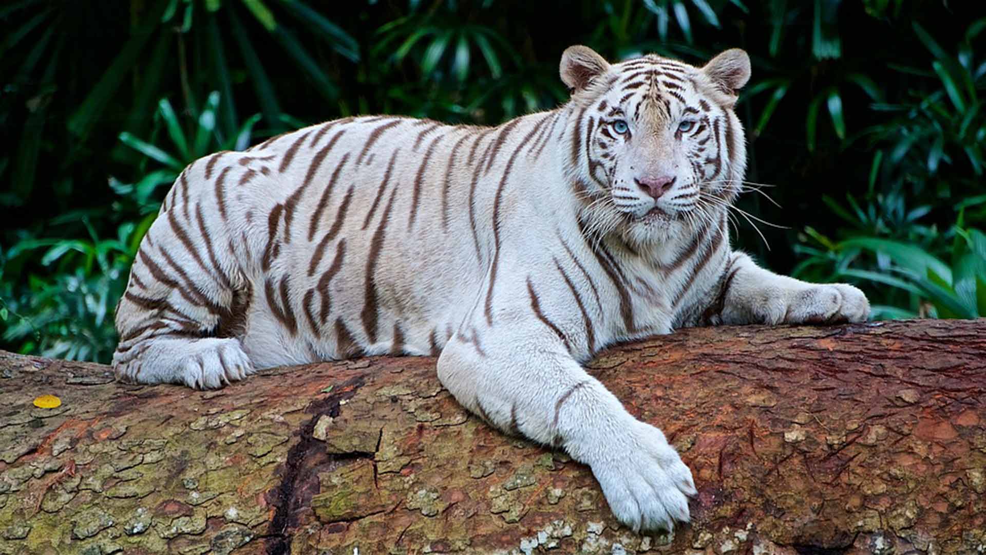 Un tigre blanco mata a su cuidador en un zoológico de Japón