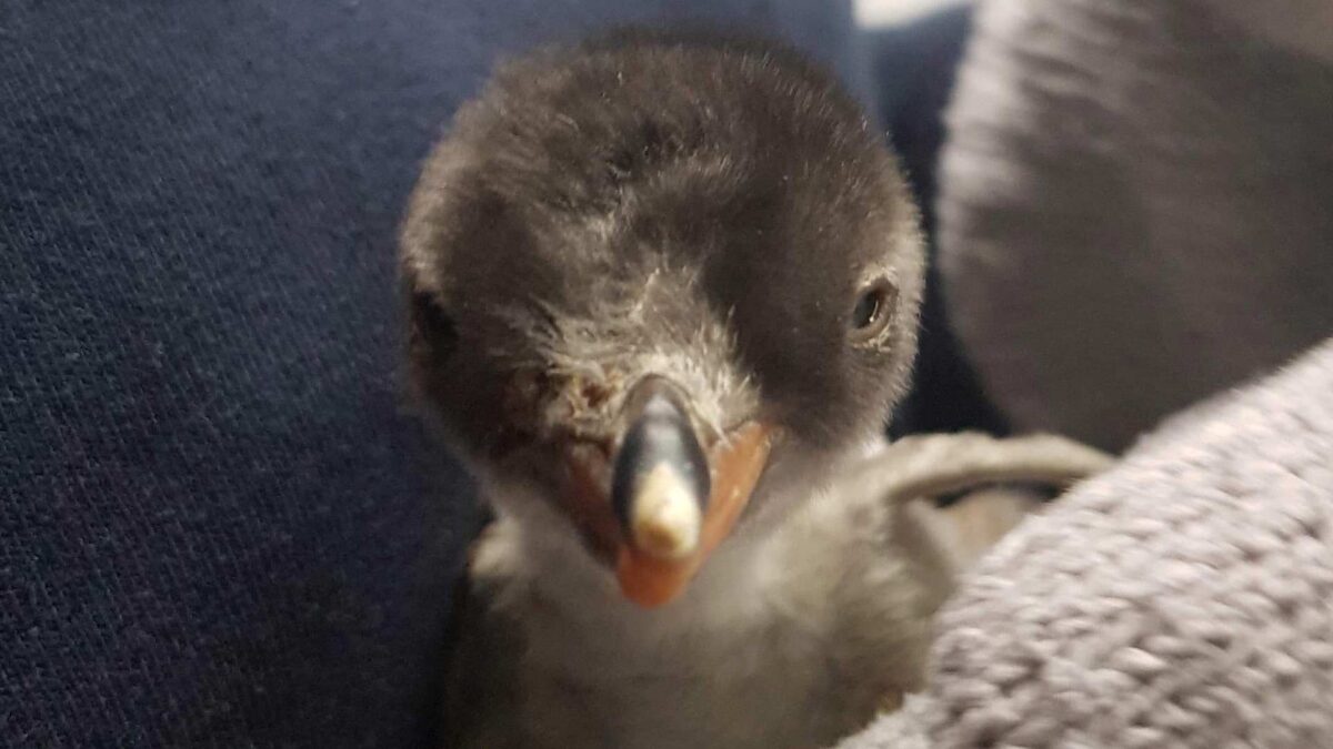 Una pareja de pingüinos macho se comporta como padres tras incubar un huevo