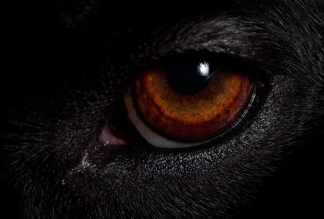 ¿Por qué los ojos de los perros brillan en la oscuridad?