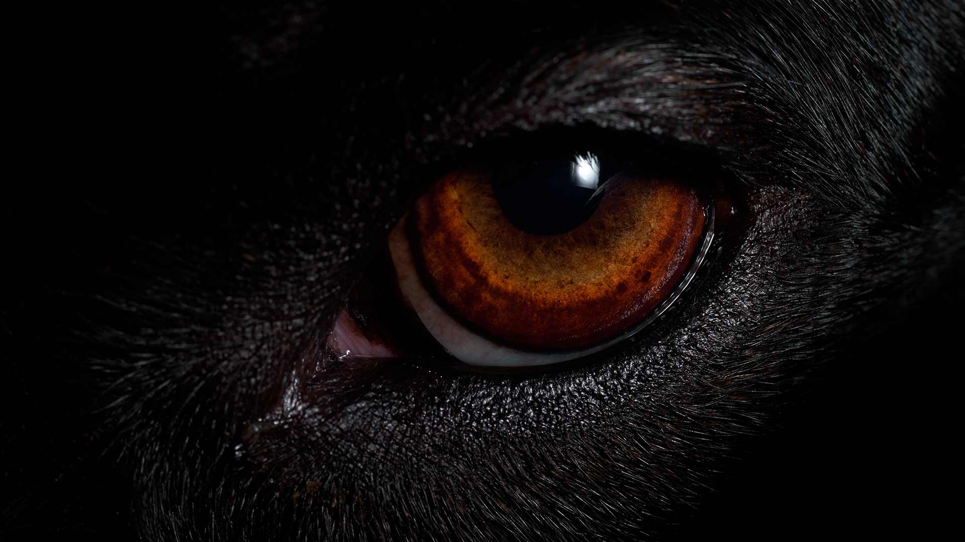 ¿Por qué los ojos de los perros brillan en la oscuridad?
