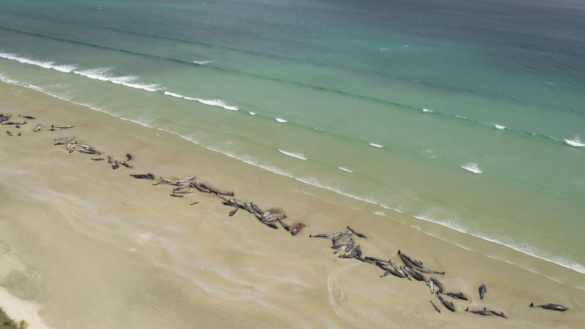 Aparecen 145 ballenas muertas en una playa remota de Nueva Zelanda