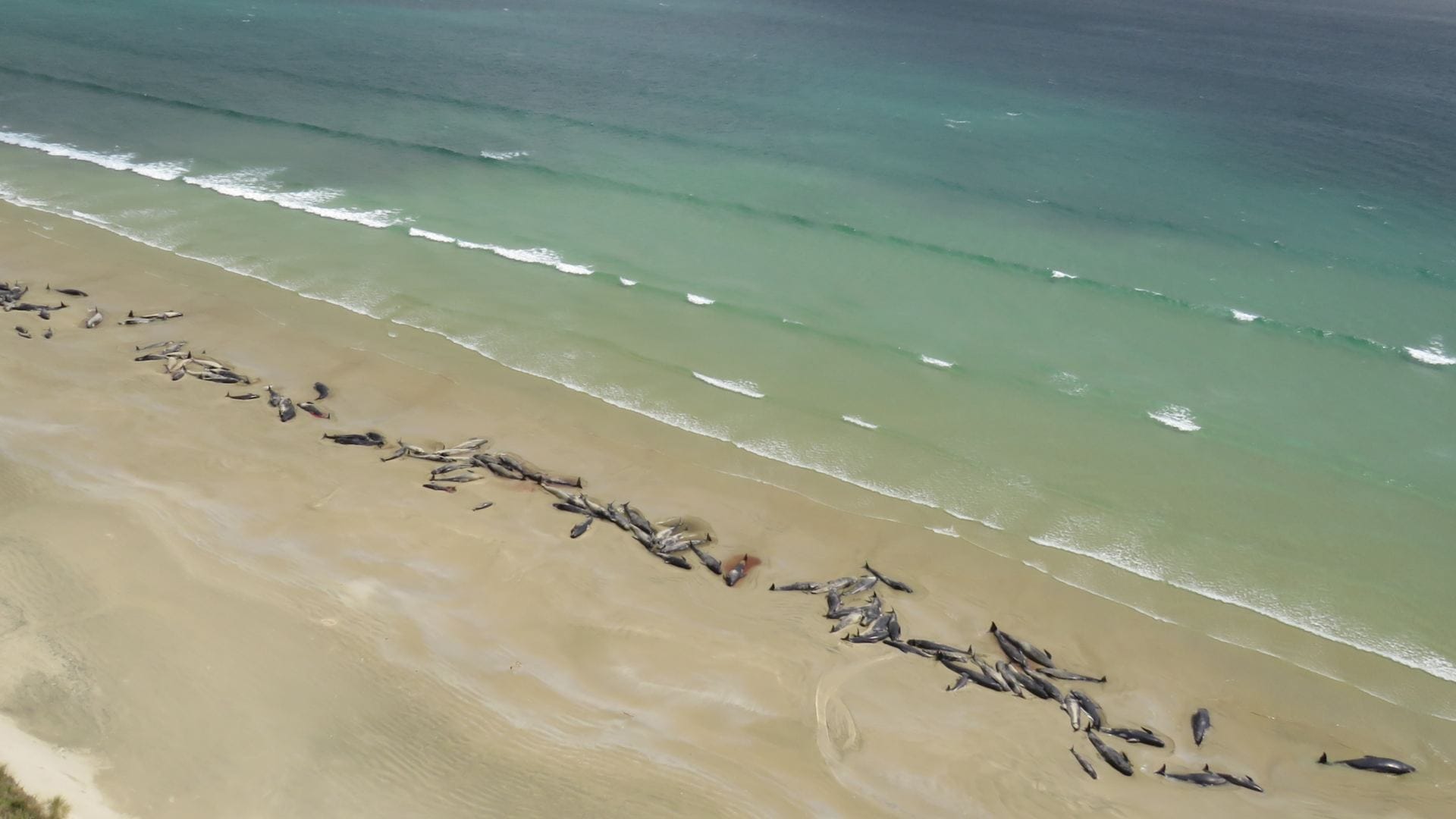 Aparecen 145 ballenas muertas en una playa remota de Nueva Zelanda