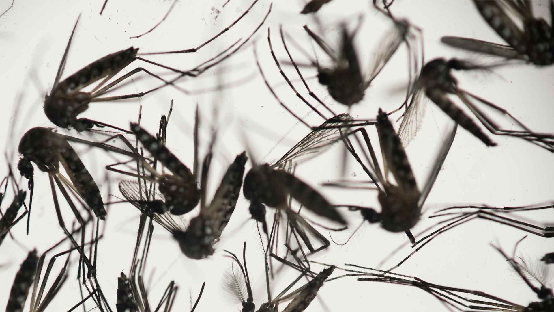 Confirmados dos nuevos casos de dengue en Murcia