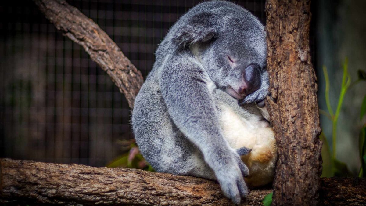 ¿Cuántas horas necesitamos dormir realmente?