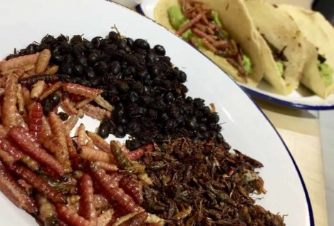 Dónde comer insectos en Madrid