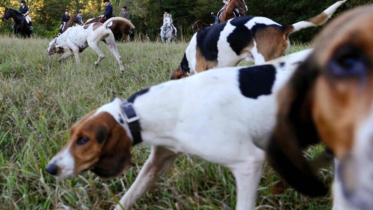 Indignación por un vídeo donde una decena de perros se despeñan durante una cacería