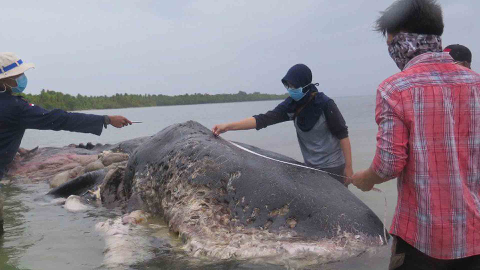 Una ballena muerta hallada en Indonesia tenía más 1.000 objetos de plástico en el estómago