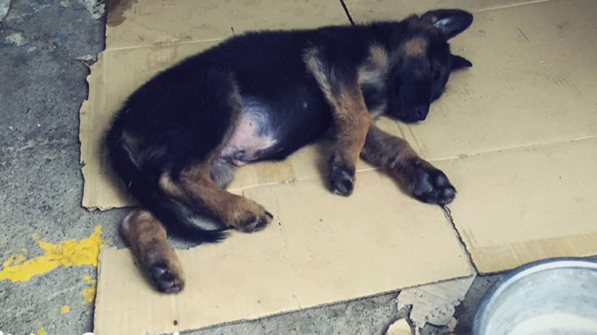 La policía de Granada adopta a un cachorro tras detener al dueño que lo maltrataba