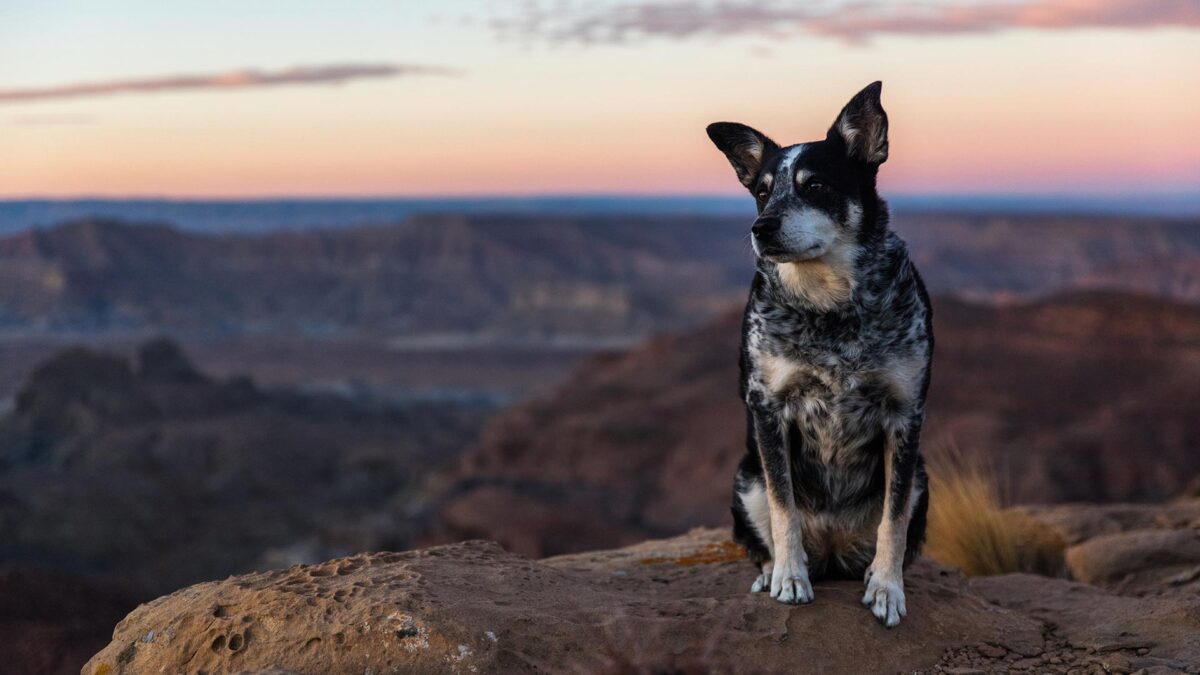 Lobo descafeinado: el método de la naturaleza