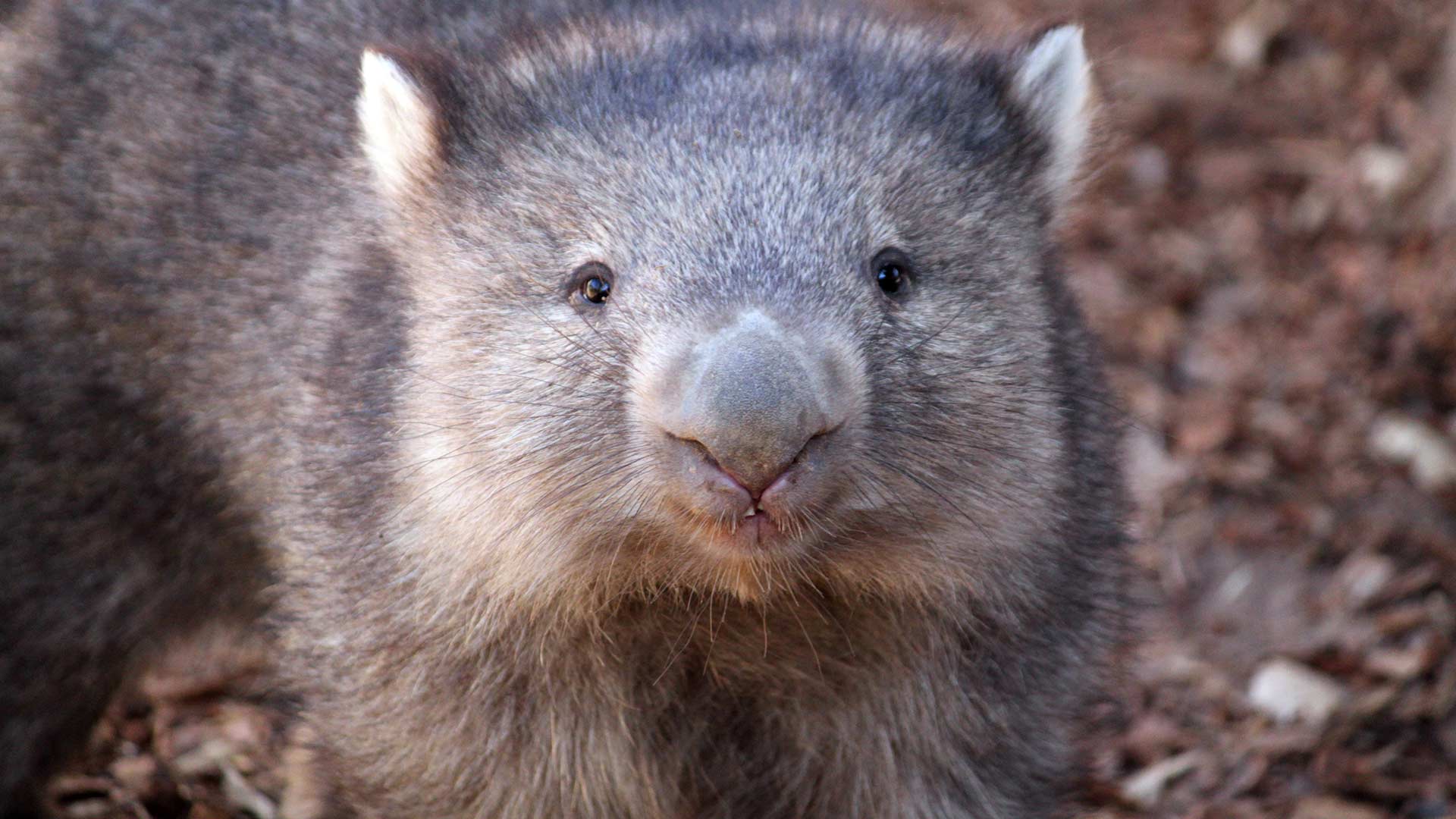 Se resuelve el misterio de por qué el wombat hace caca cúbica