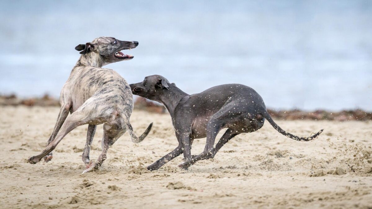 ‘YO GALGO’, mucho más que un documental sobre perros