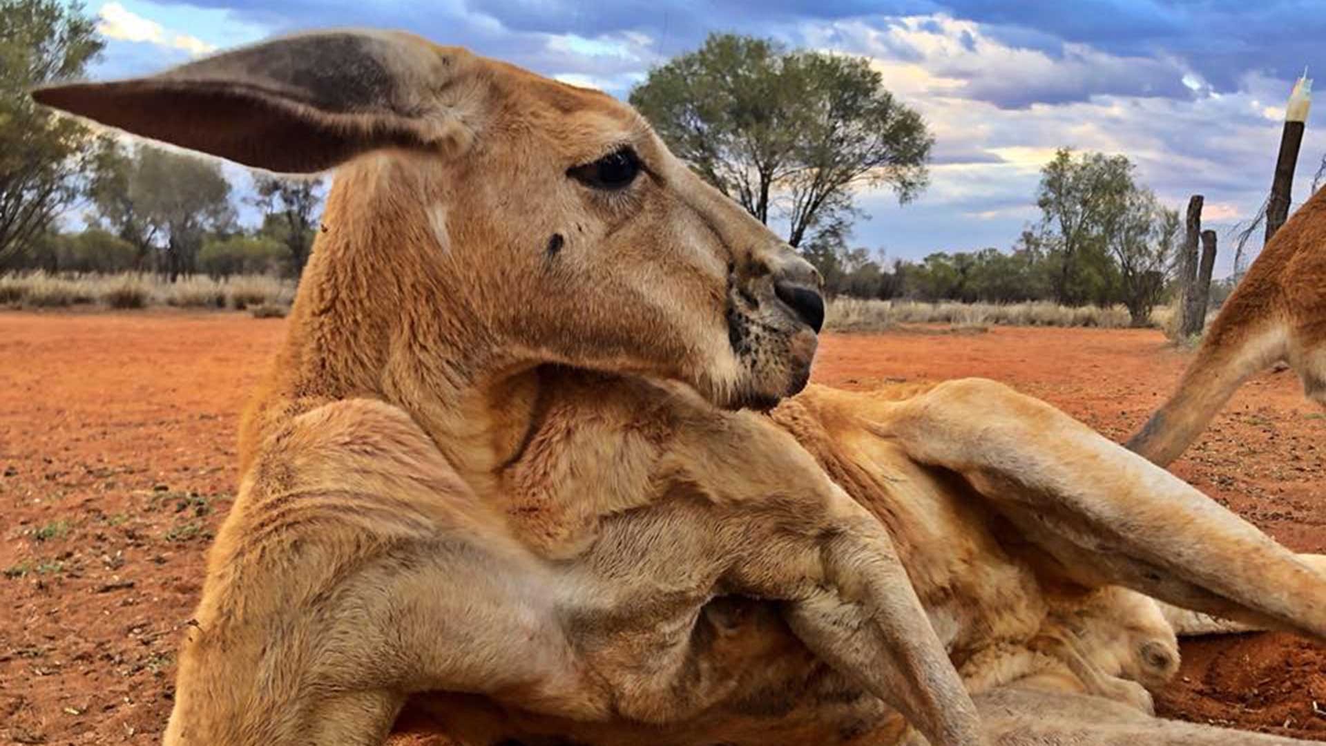 Australia despide al canguro Roger, el más musculado del país