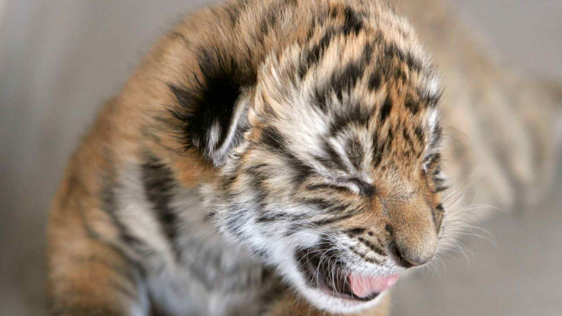 China envía ADN del tigre de Amoy al espacio para evitar su desaparición definitiva