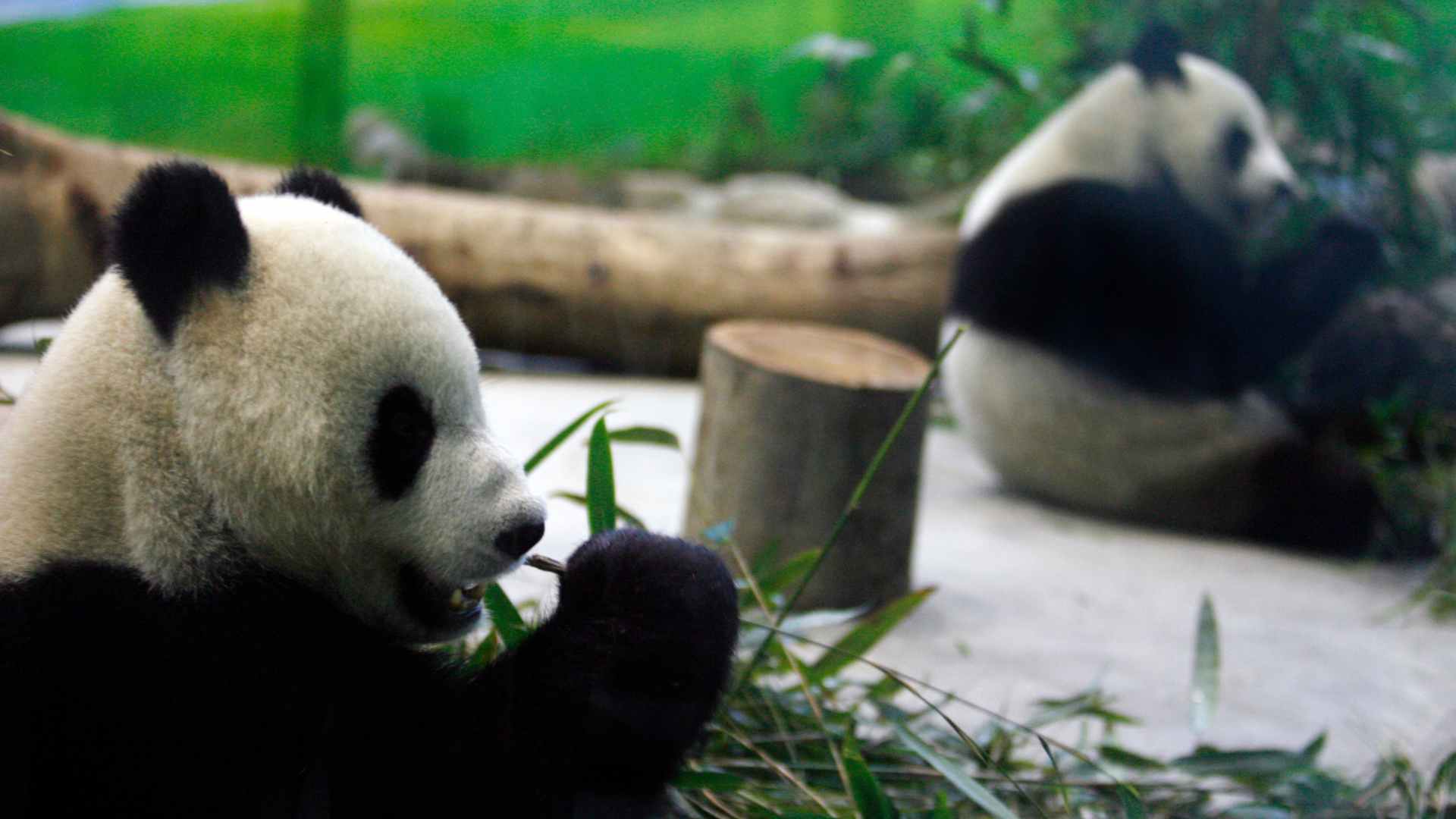 El panda Tuan Tuan se convierte en el primero del mundo en tener un aparato de ortodoncia