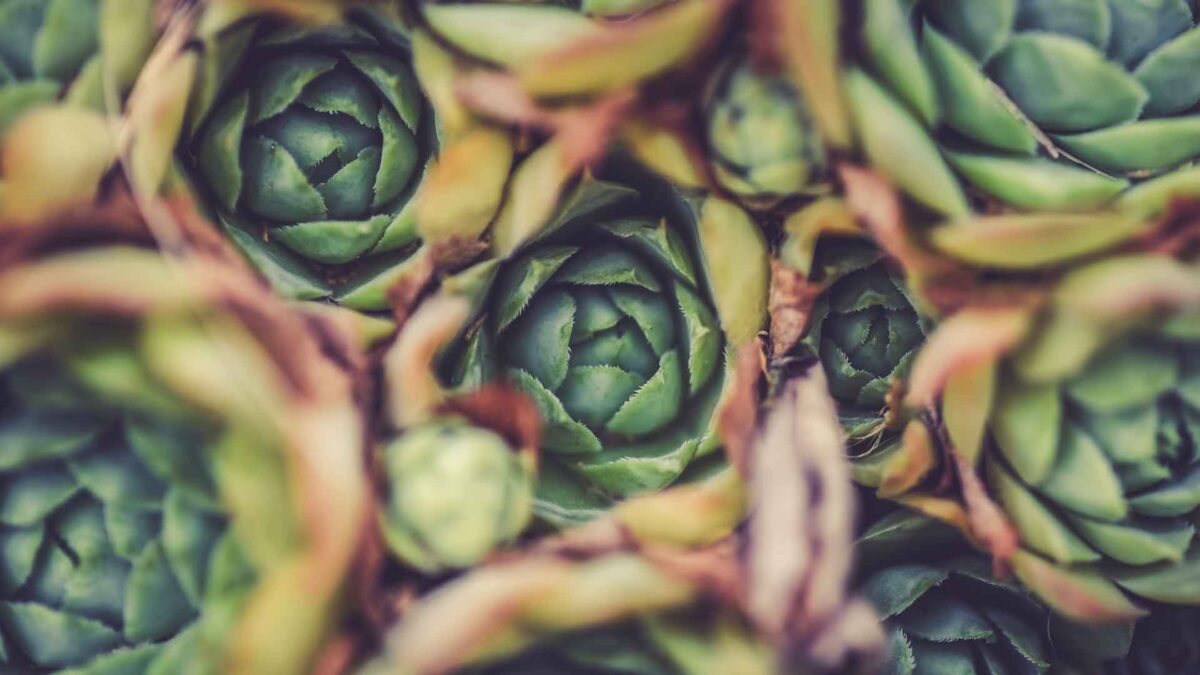 Esas verduras que asolean el invierno