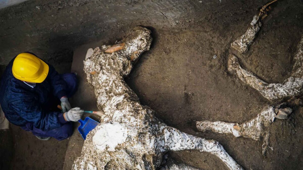 Hallados en Pompeya los restos de un caballo petrificado que perteneció a un importante militar