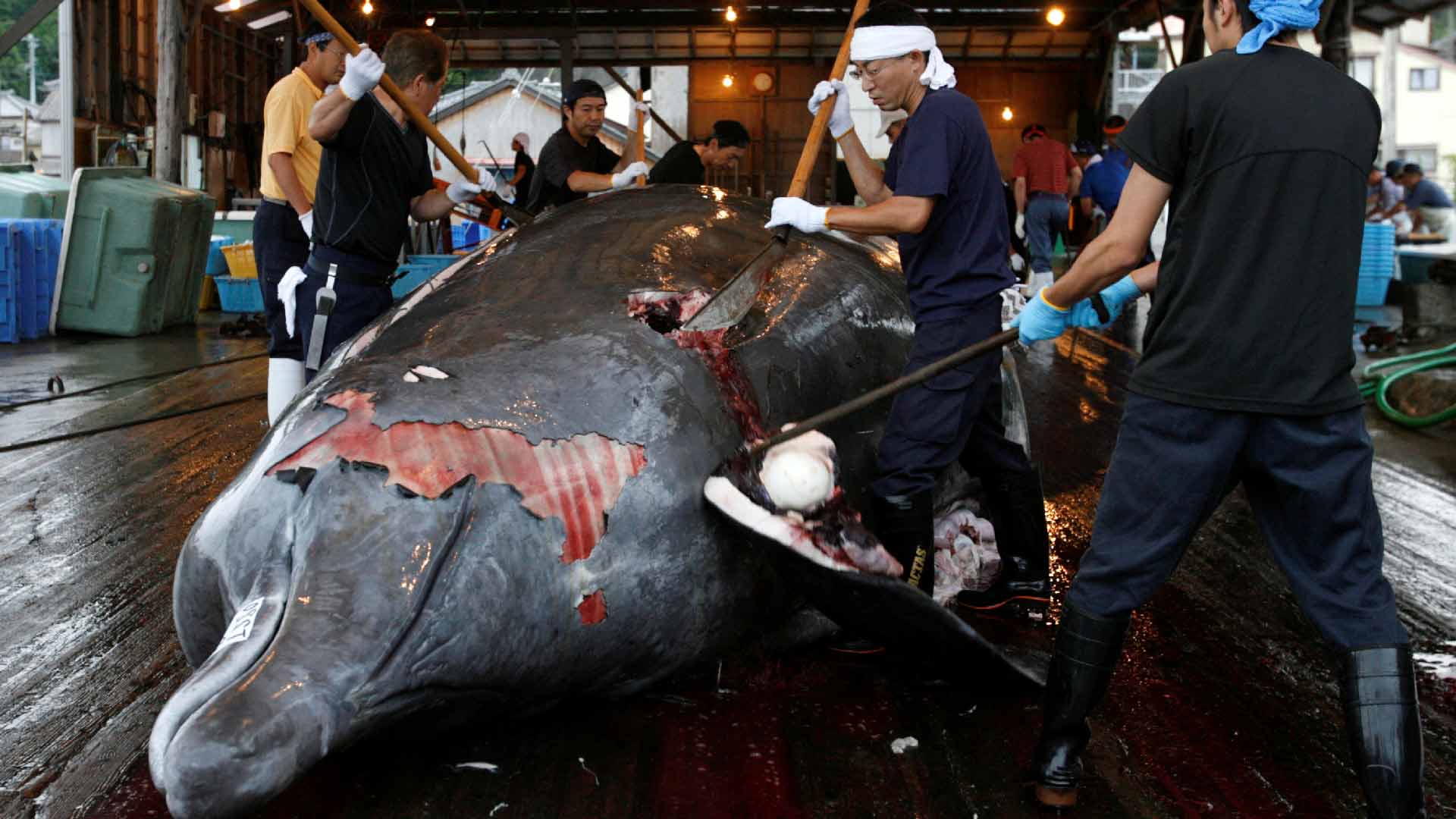 Japón reanudará la caza de ballenas con fines comerciales