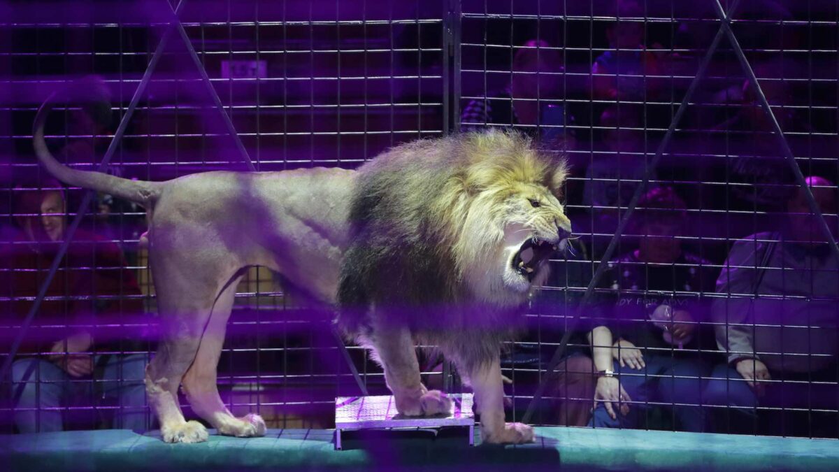 La Comunidad Valenciana prohibirá los circos con animales a partir de febrero