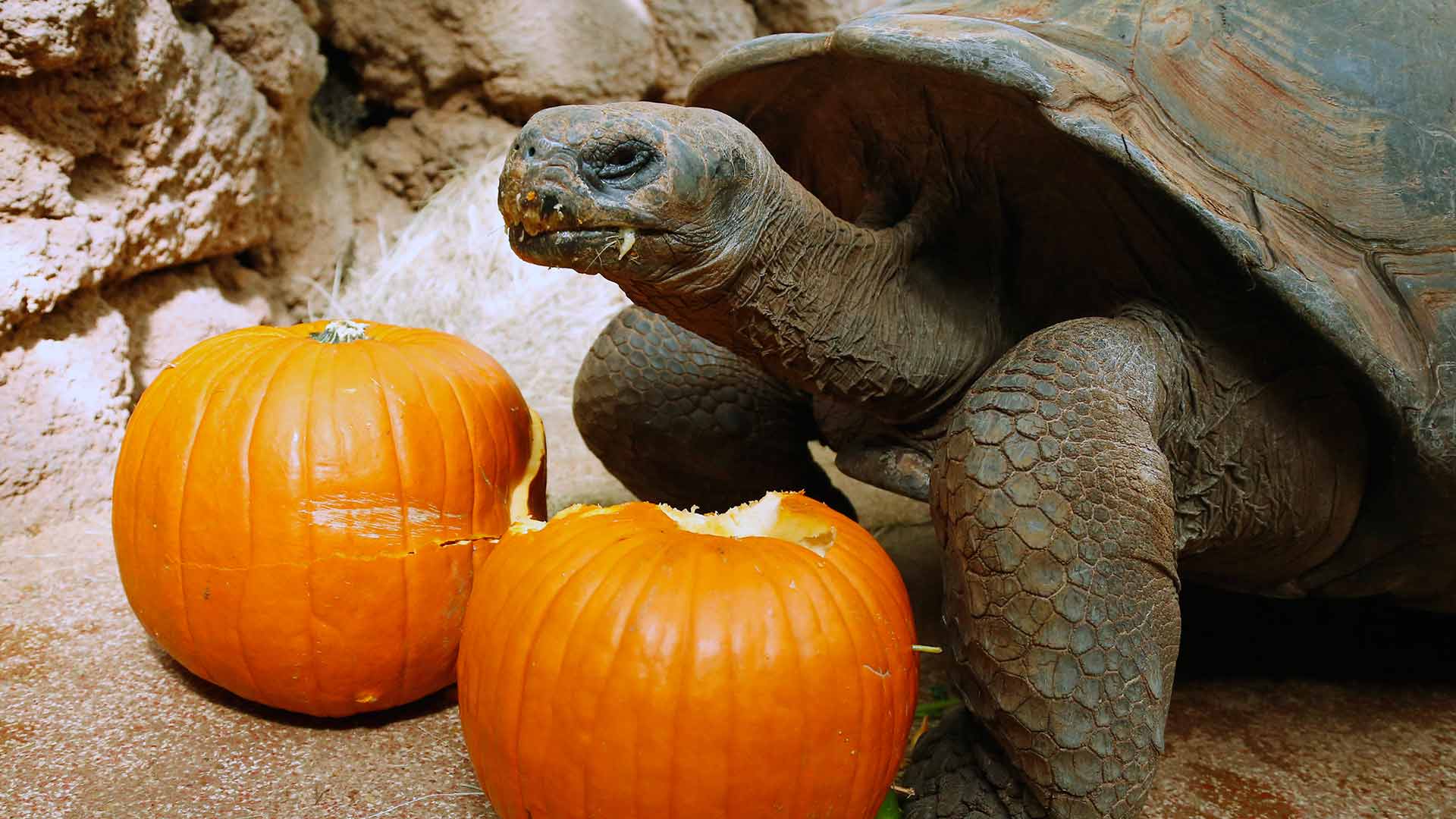 Las tortugas gigantes tienen una genética relacionada con la reparación del ADN