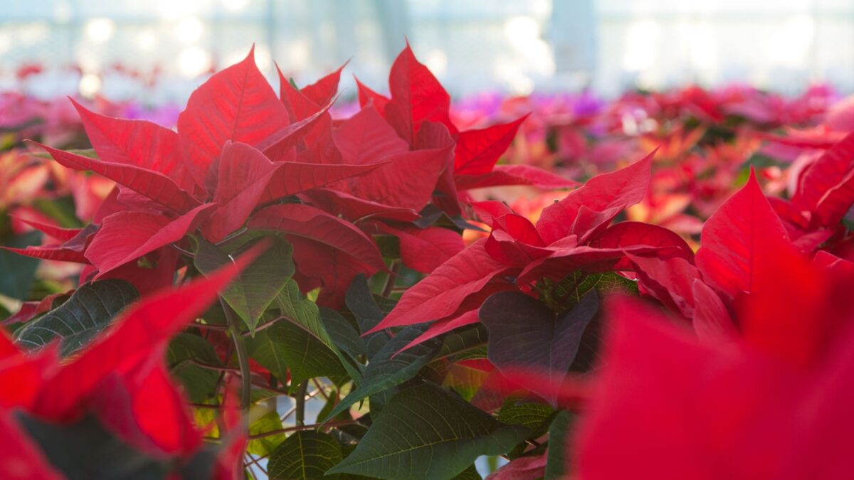 No solo el tequila y los mariachis, las flores de Navidad también son mexicanas