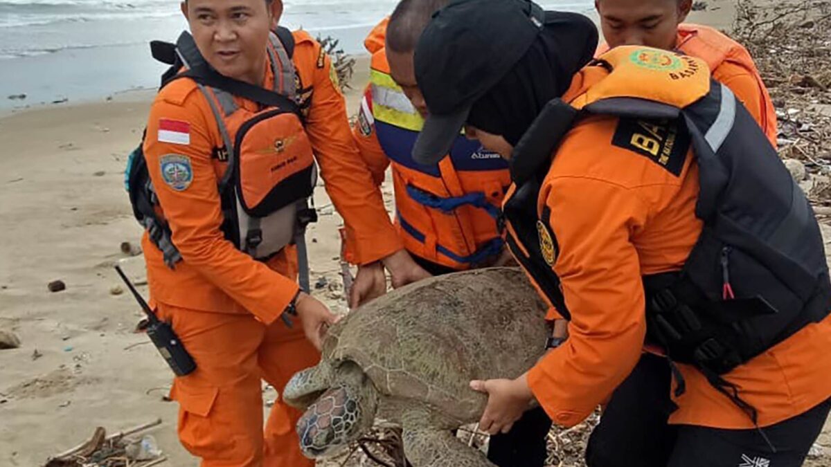 Socorristas indonesios, al rescate de tortugas varadas tras el tsunami