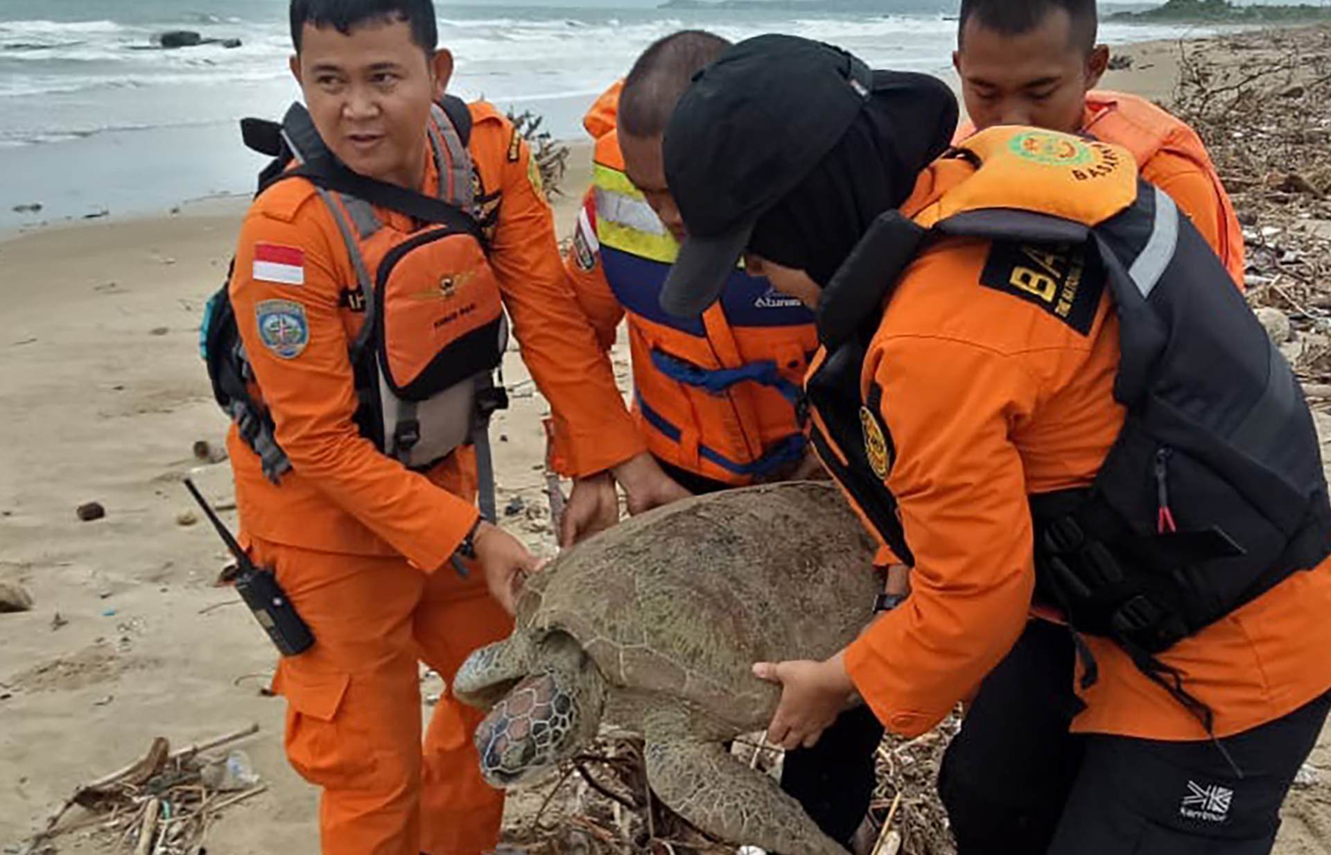 Socorristas indonesios, al rescate de tortugas varadas tras el tsunami