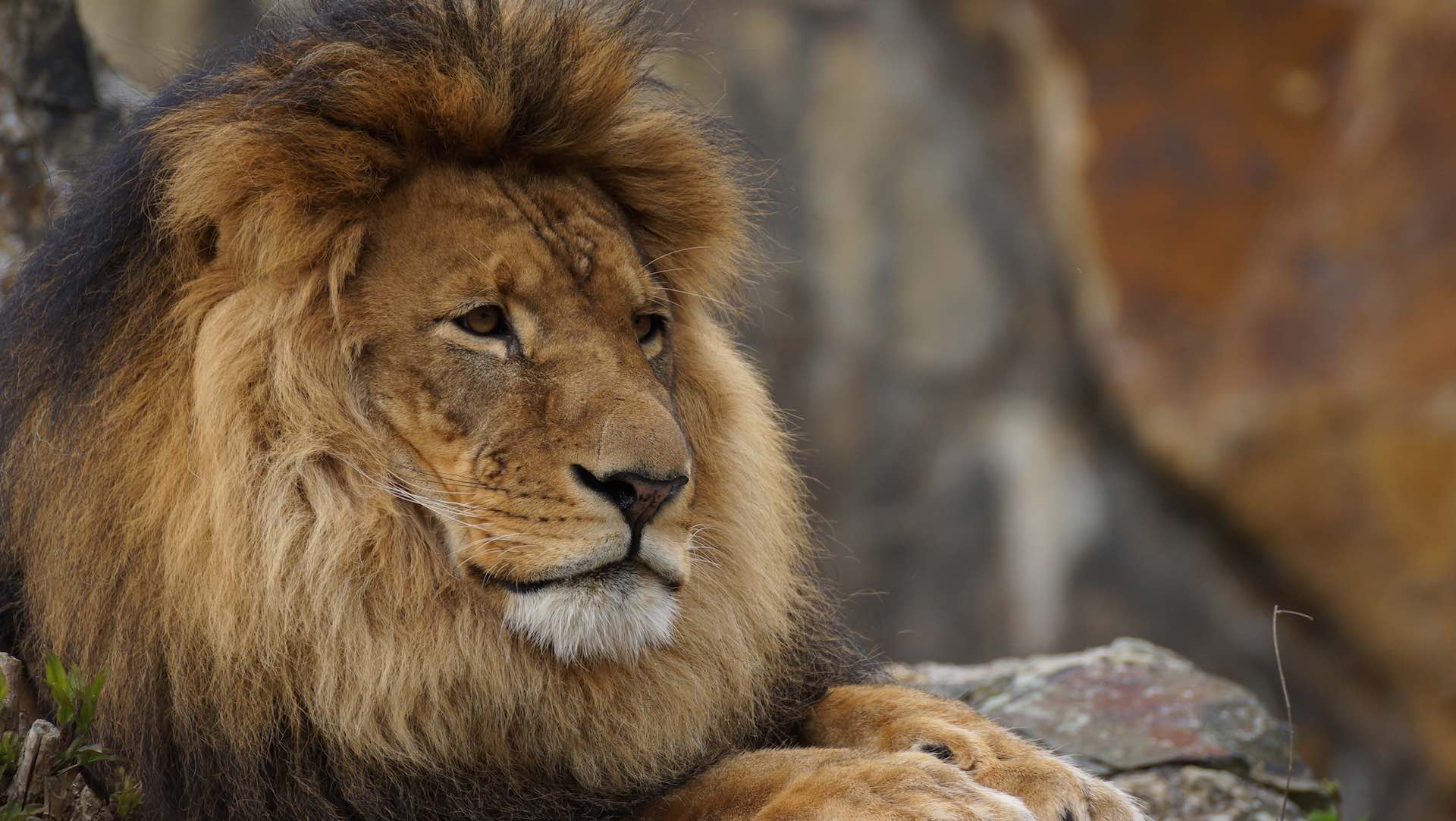 Un león se escapa y mata a una trabajadora de 22 años en un zoo en EEUU