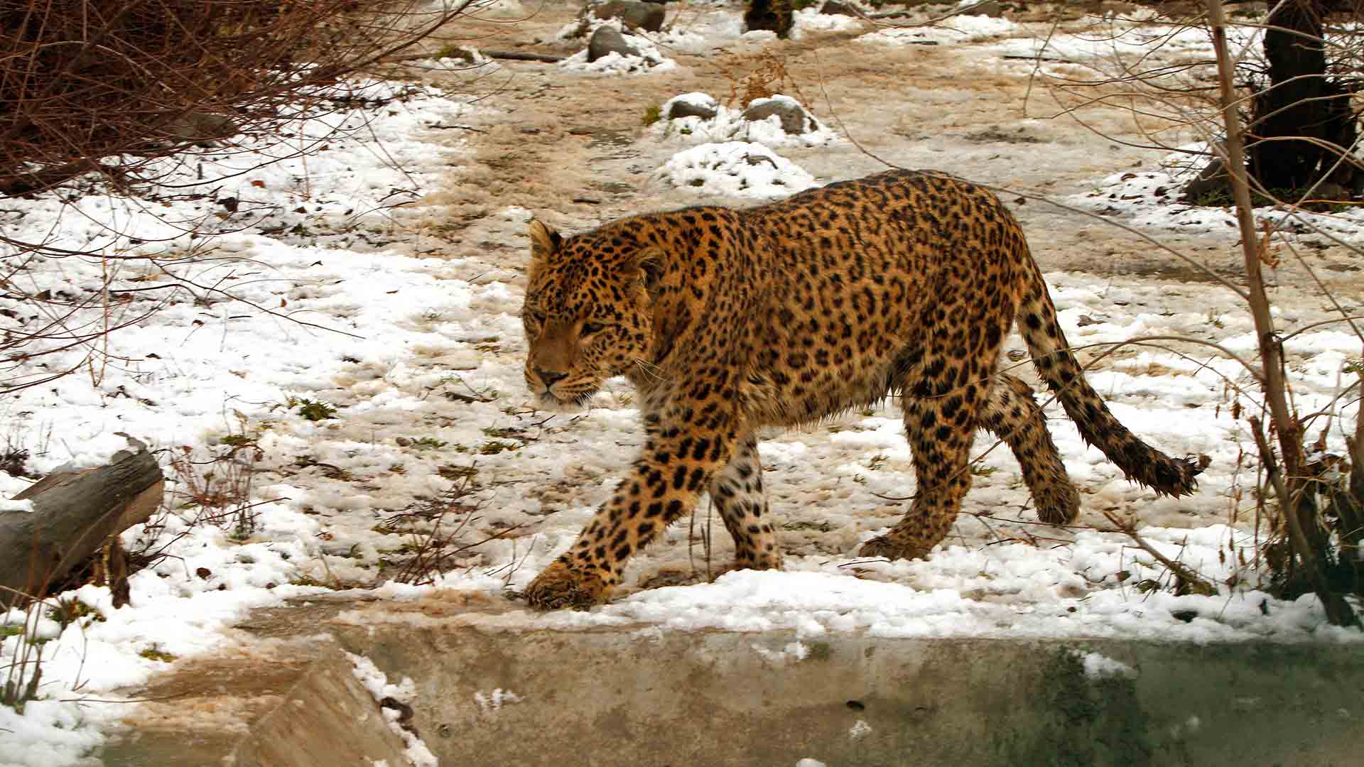 Un leopardo mata a un monje que meditaba en una reserva de tigres